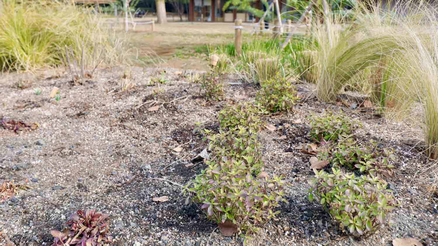 garden